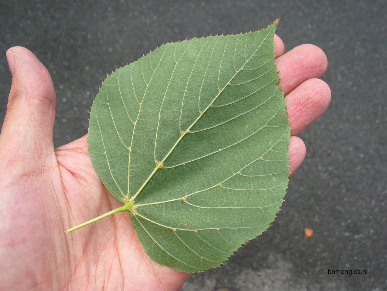 Форма листовой пластинки широкояйцевидная
