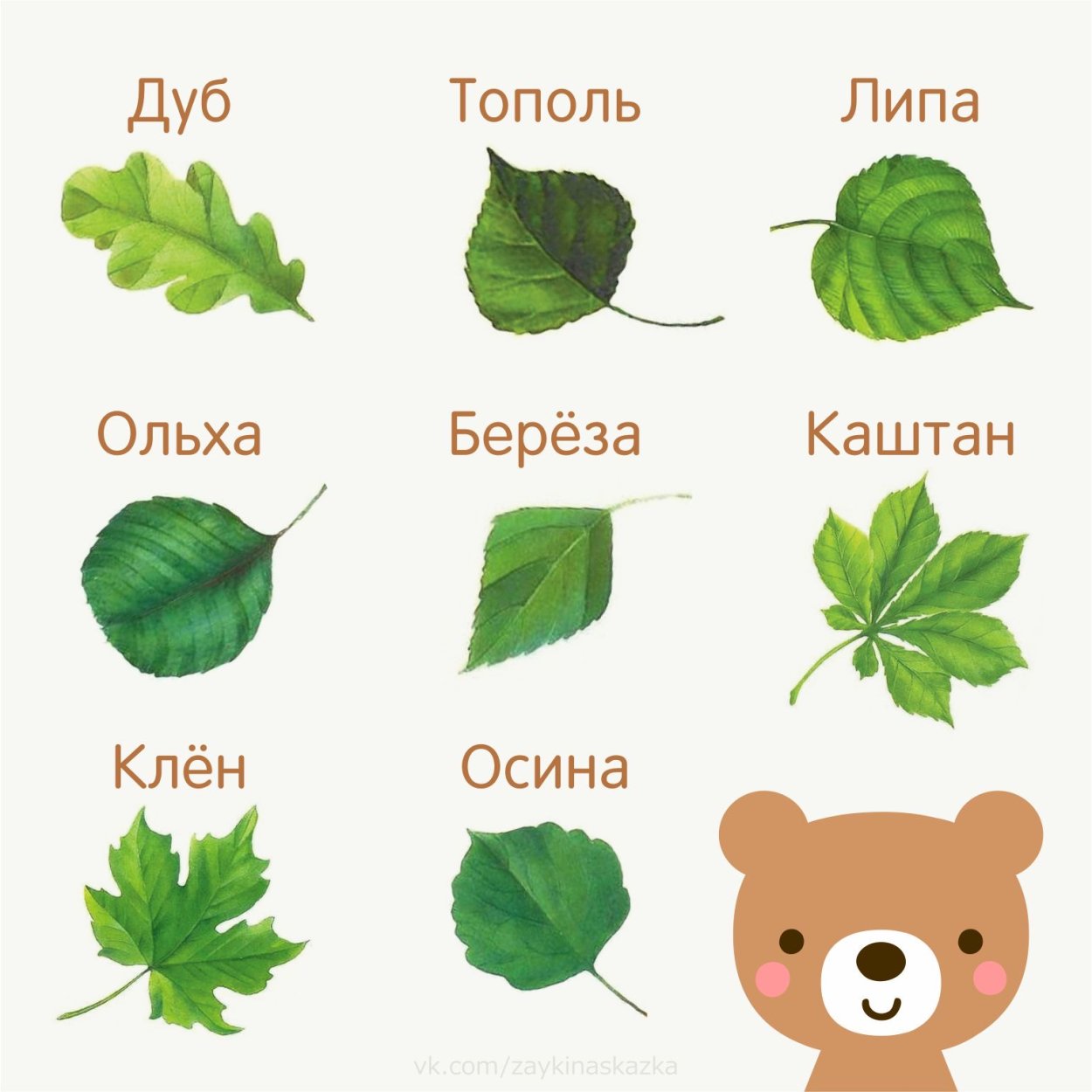 Типы жилкования листовой пластинки листовой