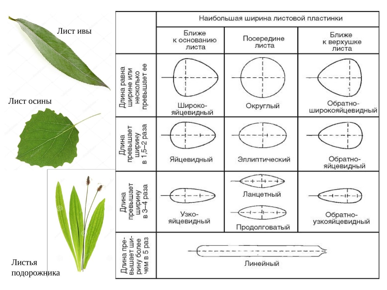 Осенний лист липы на прозрачном фоне