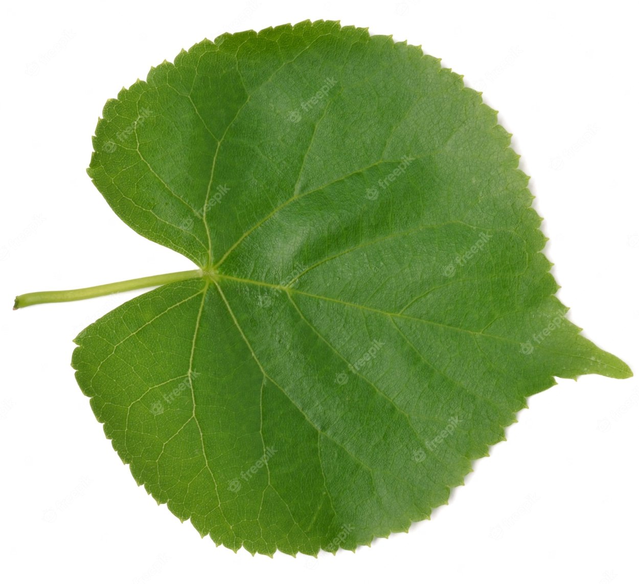 Дерево бурансвива листья