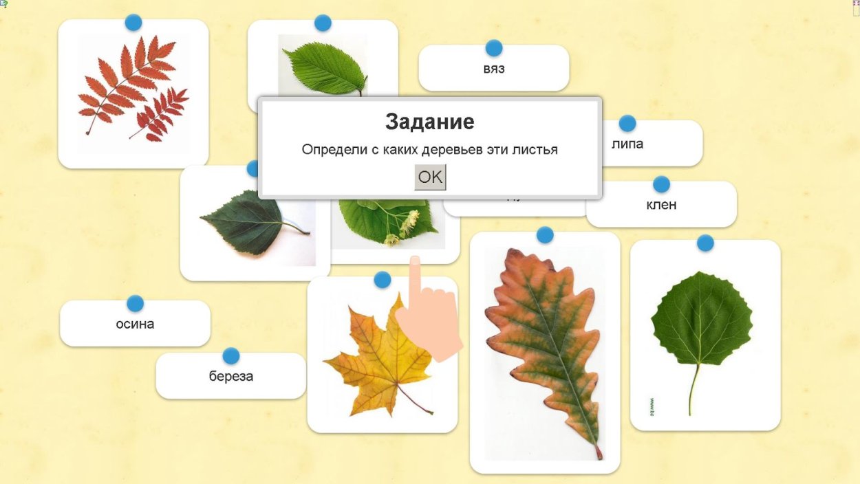 Лист липы без фона