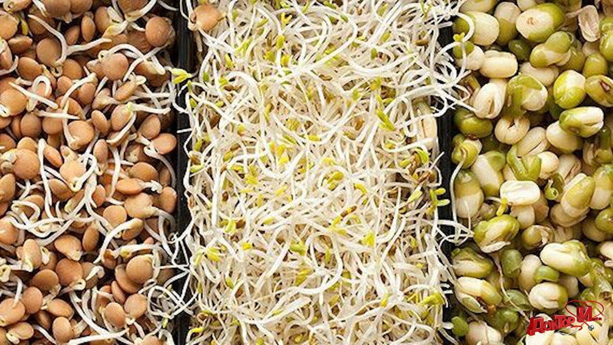 Пророщенные семена чечевицы