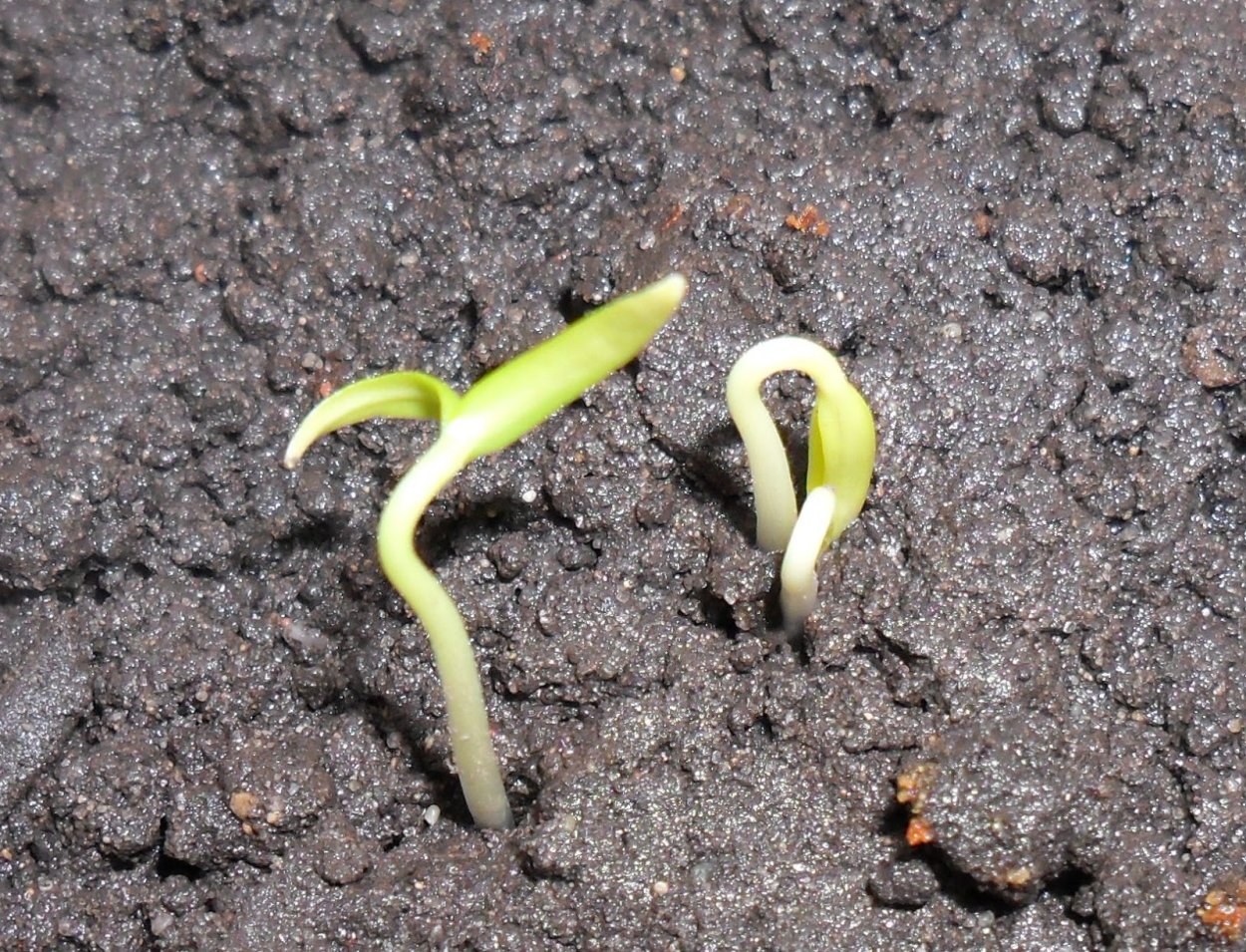 Прорастание семян томата