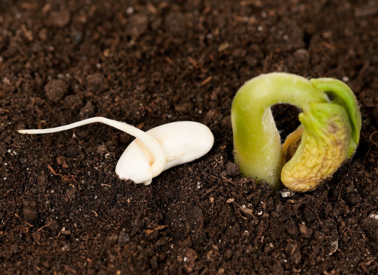 Проросшие ростки фасоли