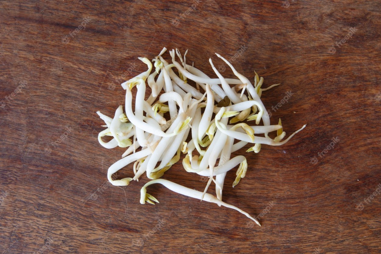 Росток фасоли красивый