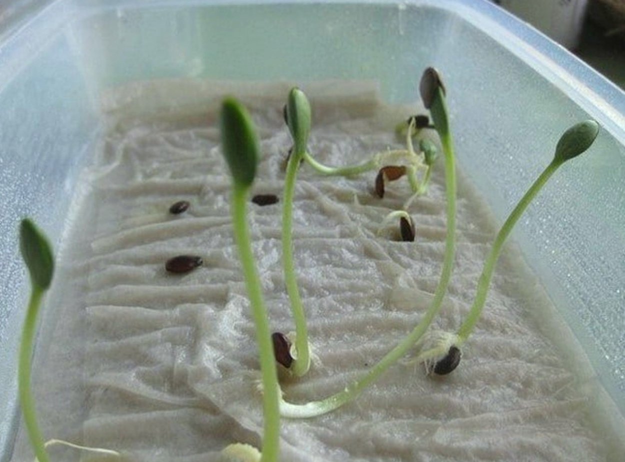 Прорастить семена огурцов