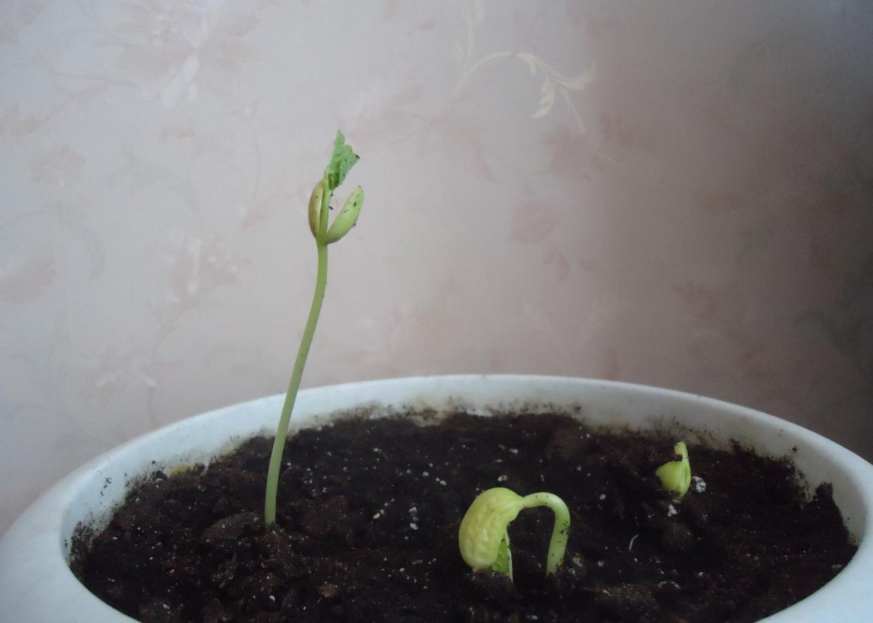 Ростки фасоли