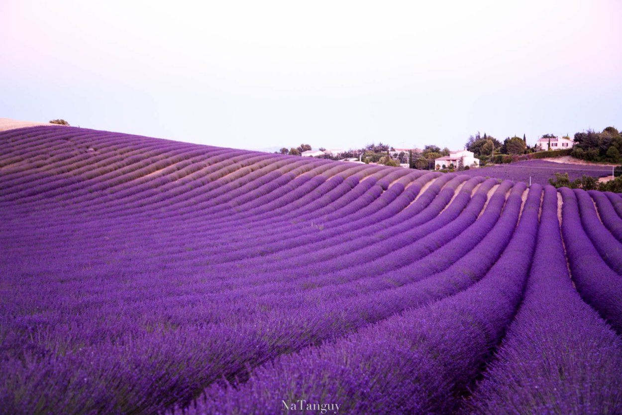 Лавандовое поле фон