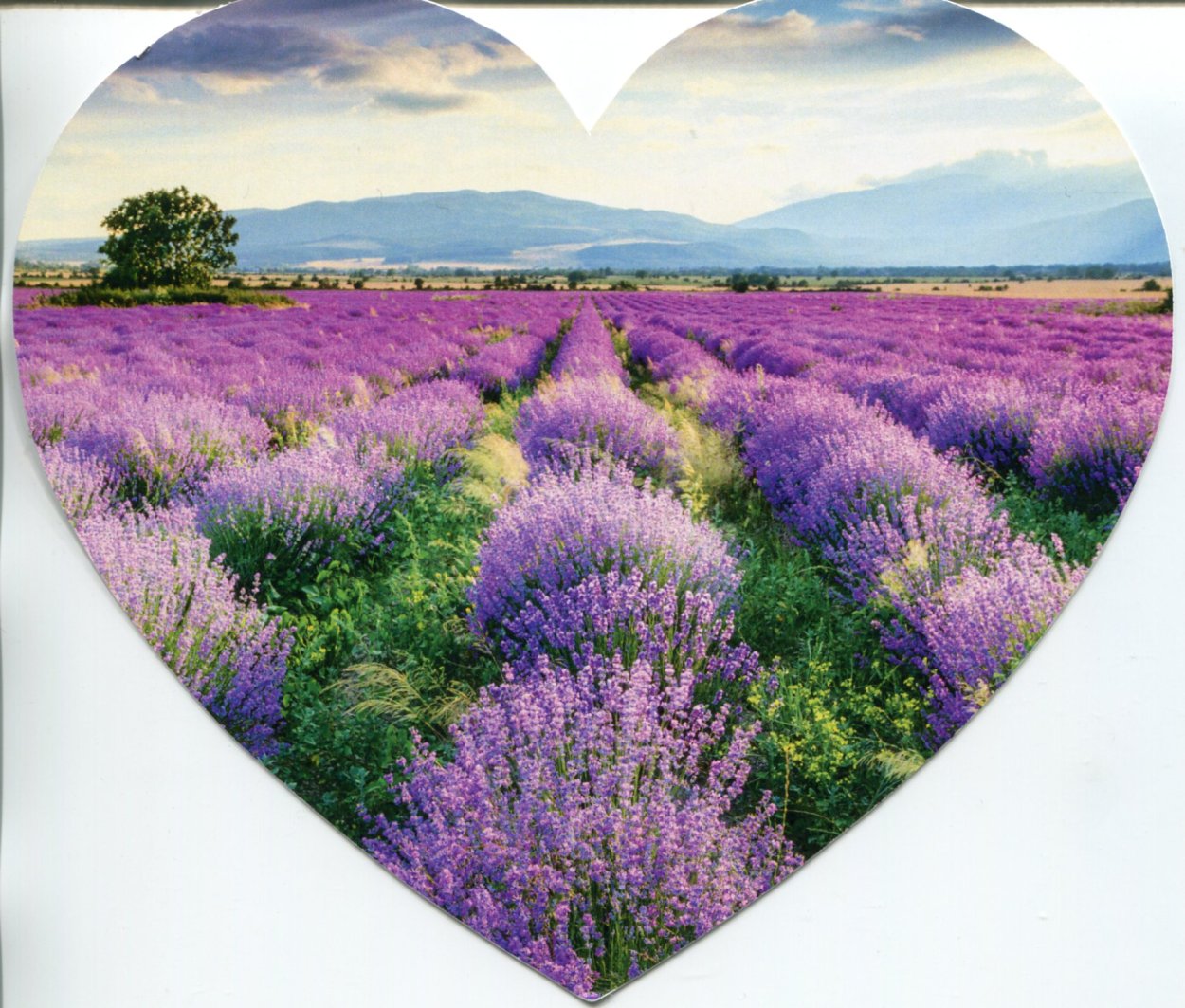 Красивая девушка в лавандовом поле