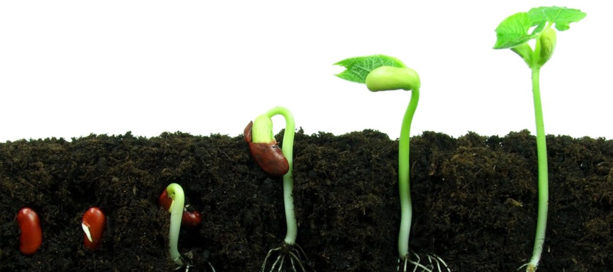 Прорастание растений