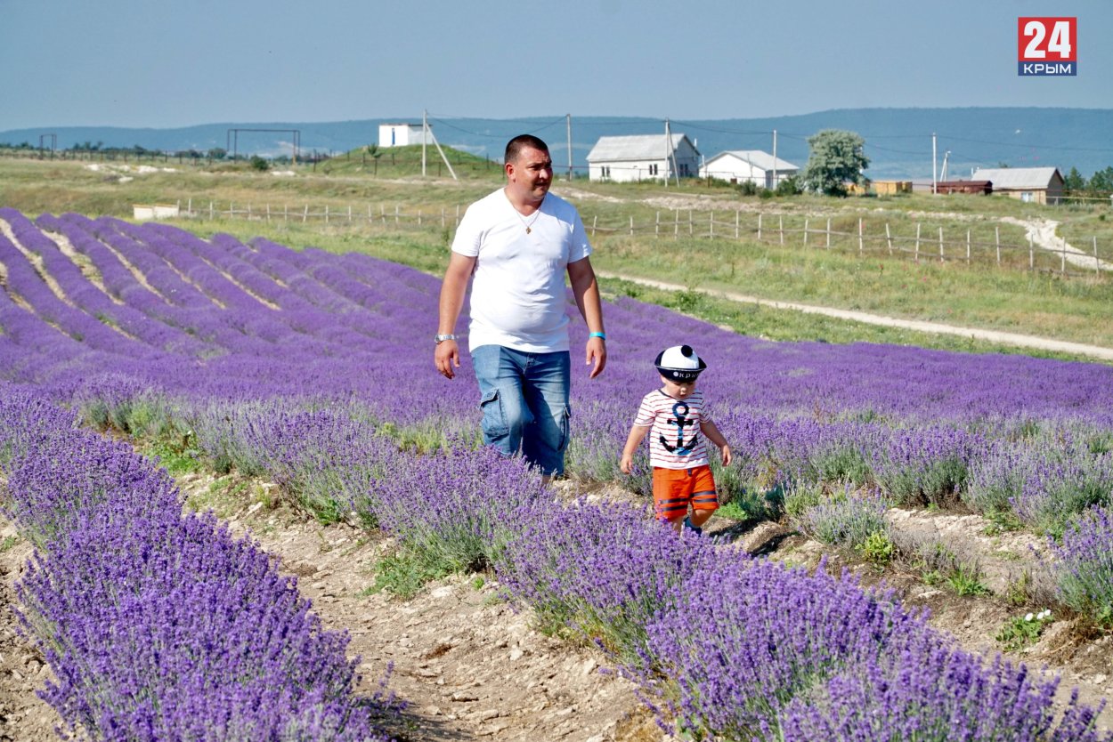 Крымский Прованс Лавандовые поля
