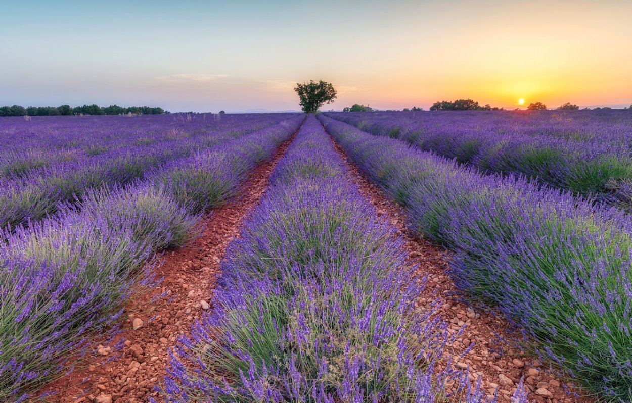 Лавандовое поле Севастополь