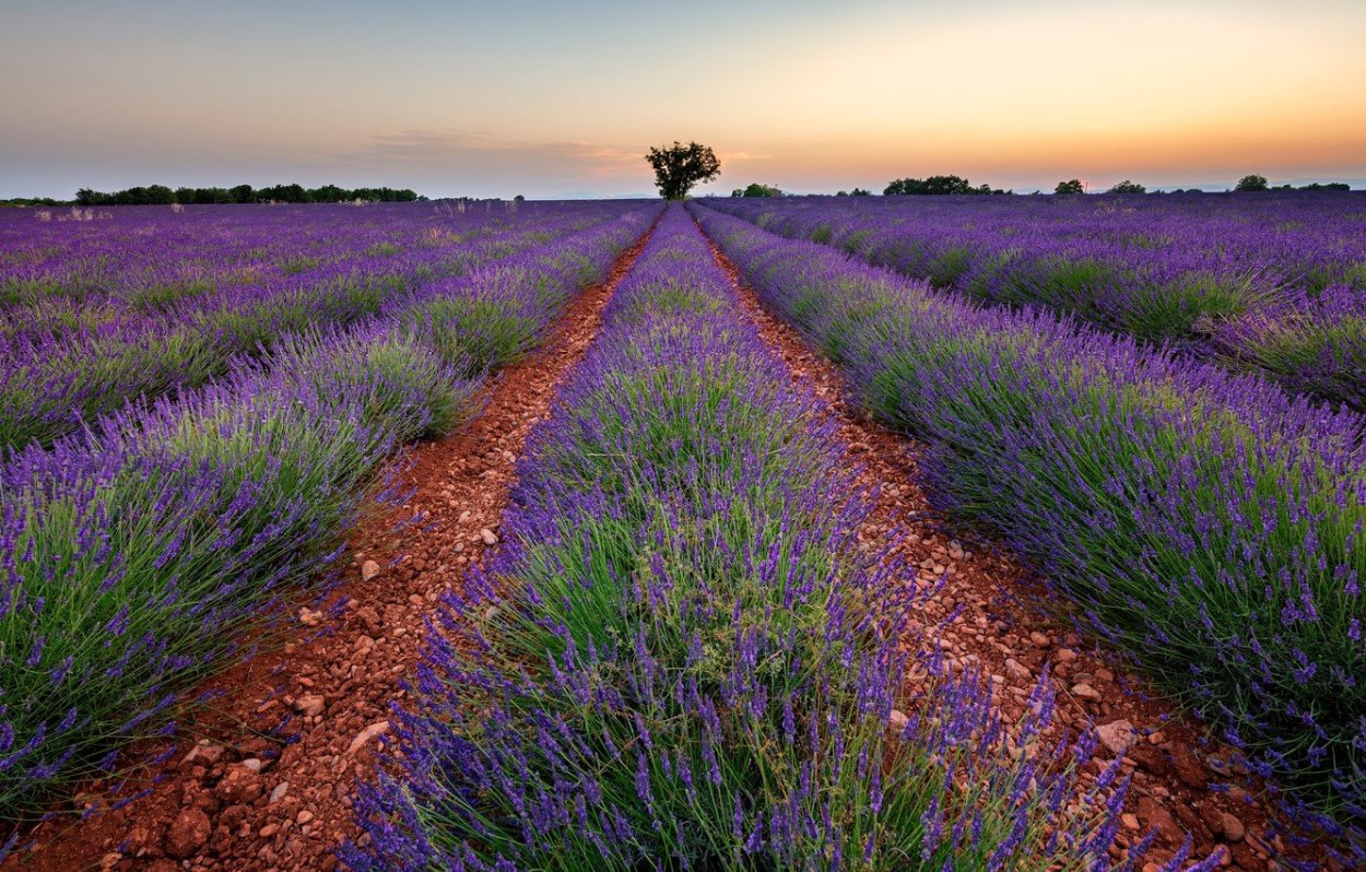 Долина Лефкадия Лавандовые поля