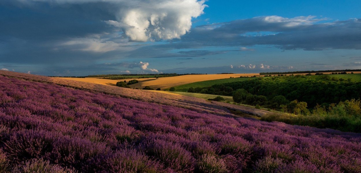 Лавандовые поля в Краснодарском крае