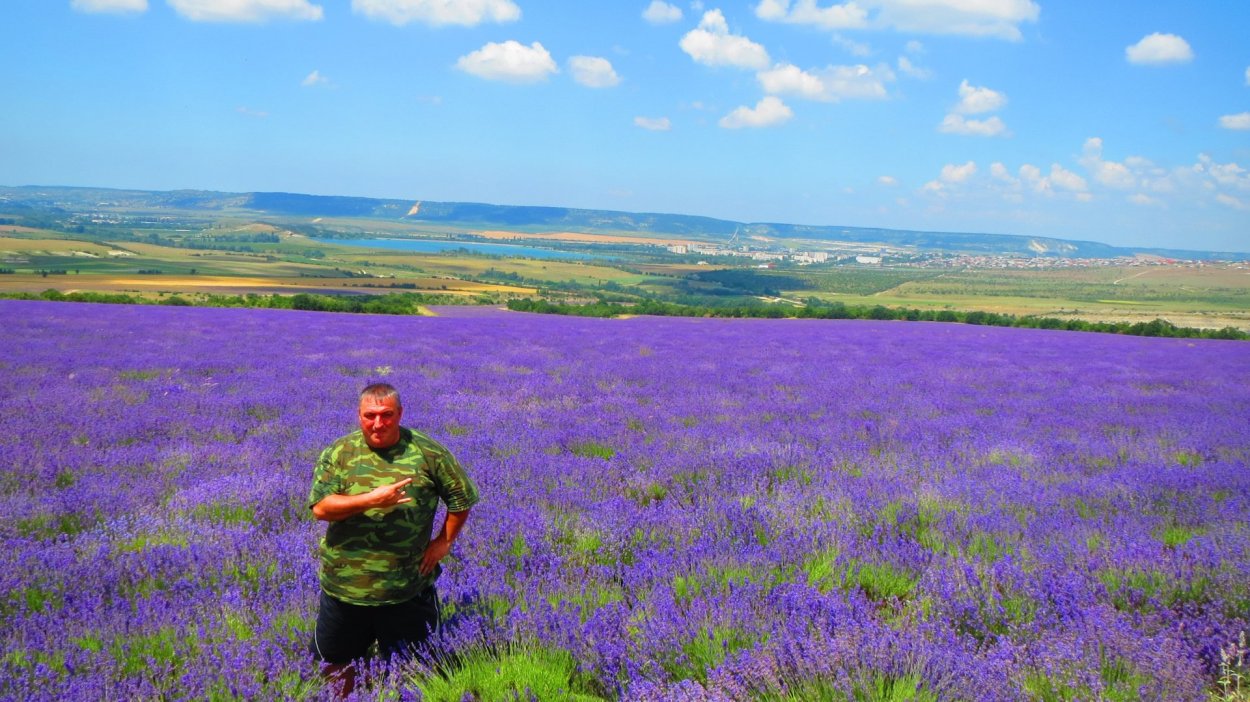 Старозолотовский Хутор Лавандовое поле