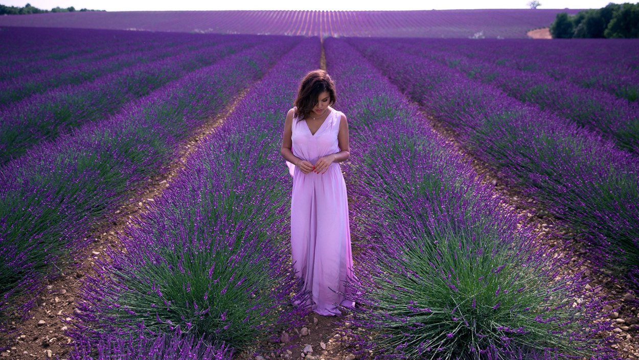 Сбор лаванды во Франции