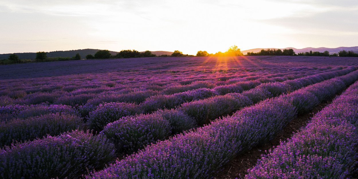 Лавандовые поля во Франции