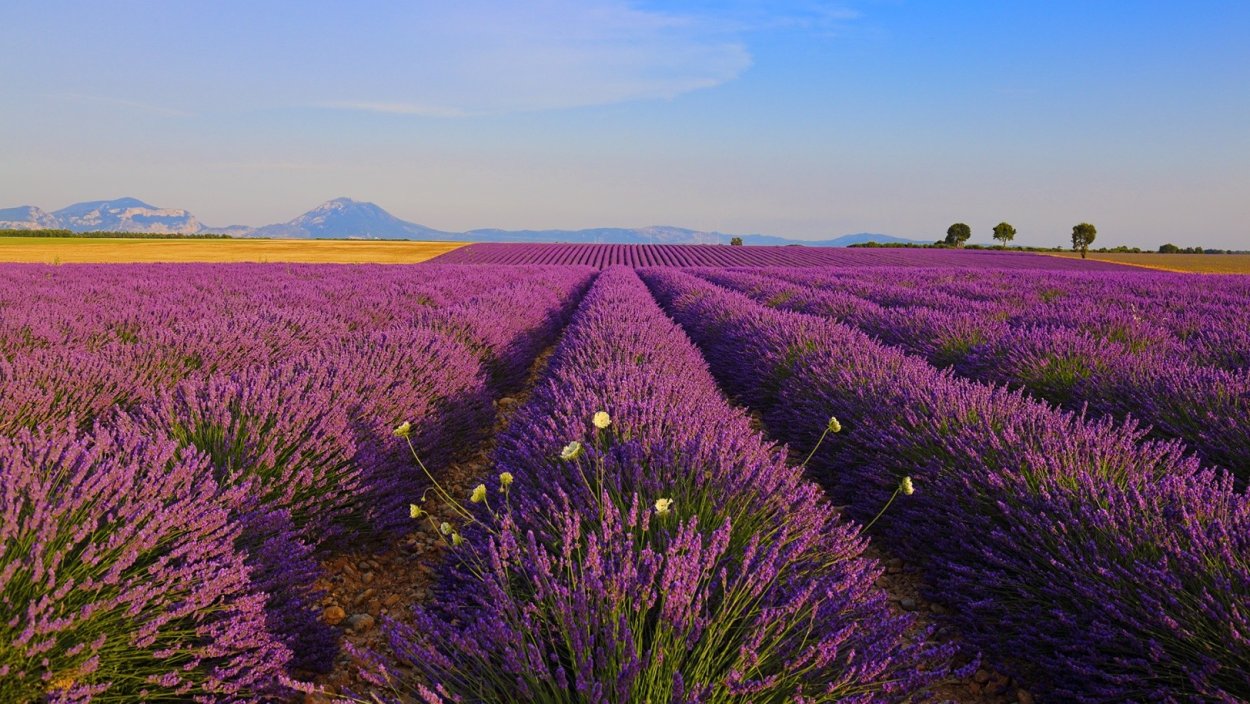 Лаванда в Абрау Дюрсо