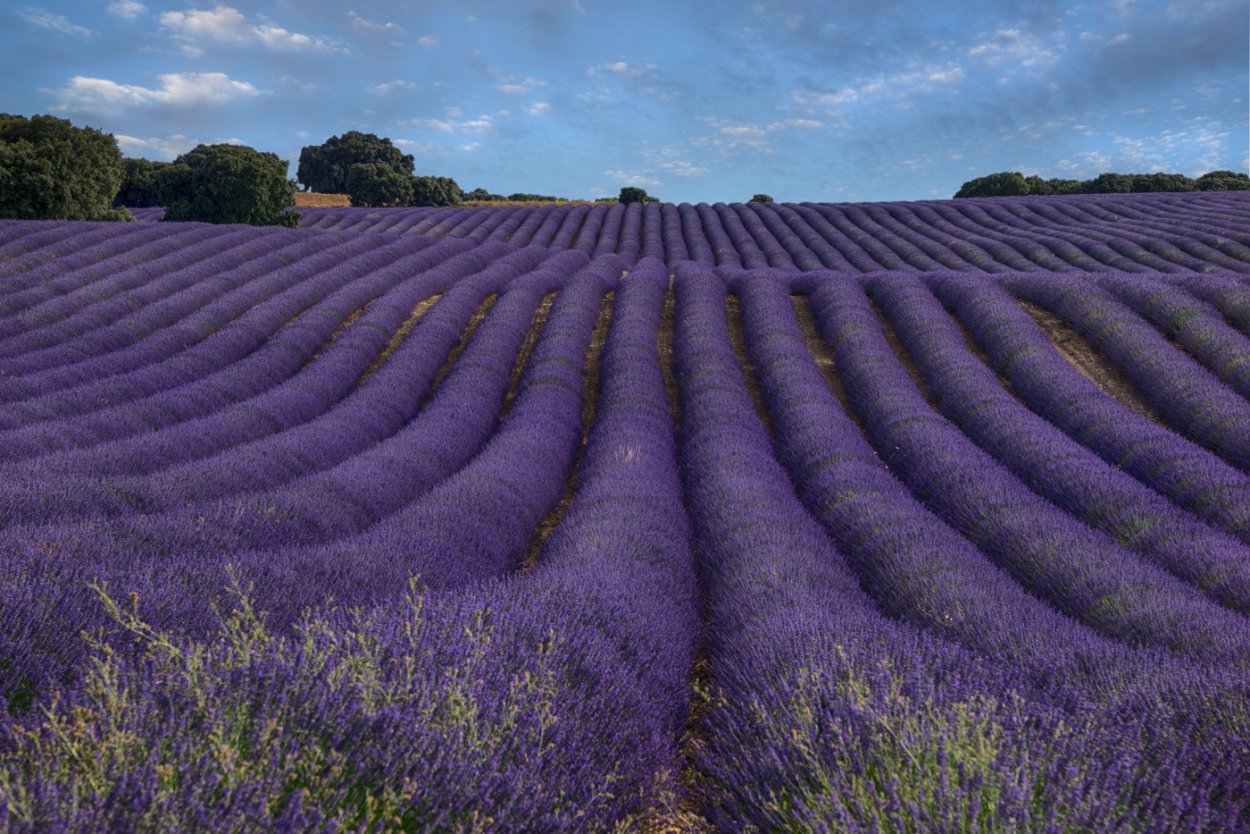 Долина Лефкадия Лавандовые поля