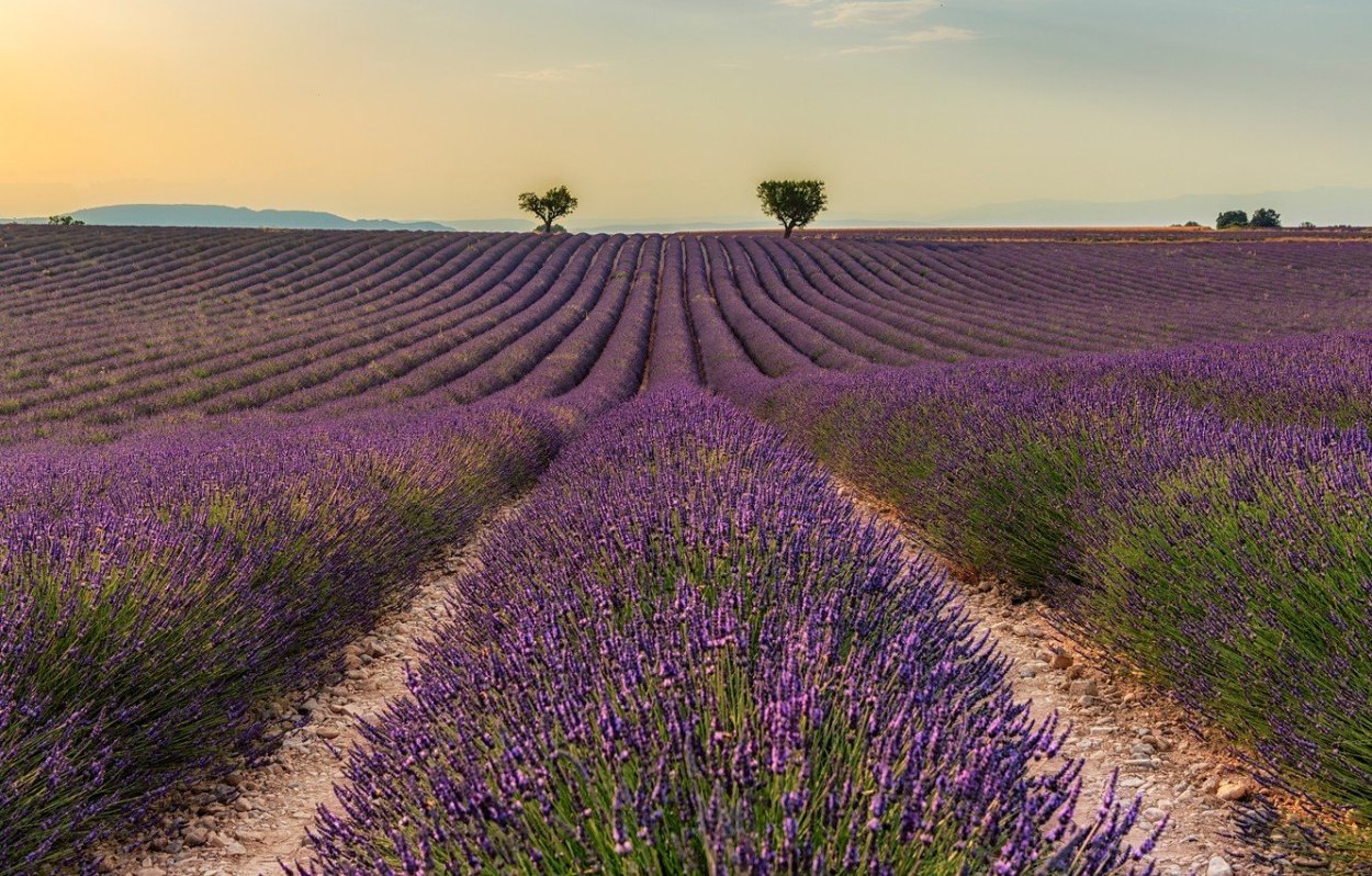 Фиалковое поле