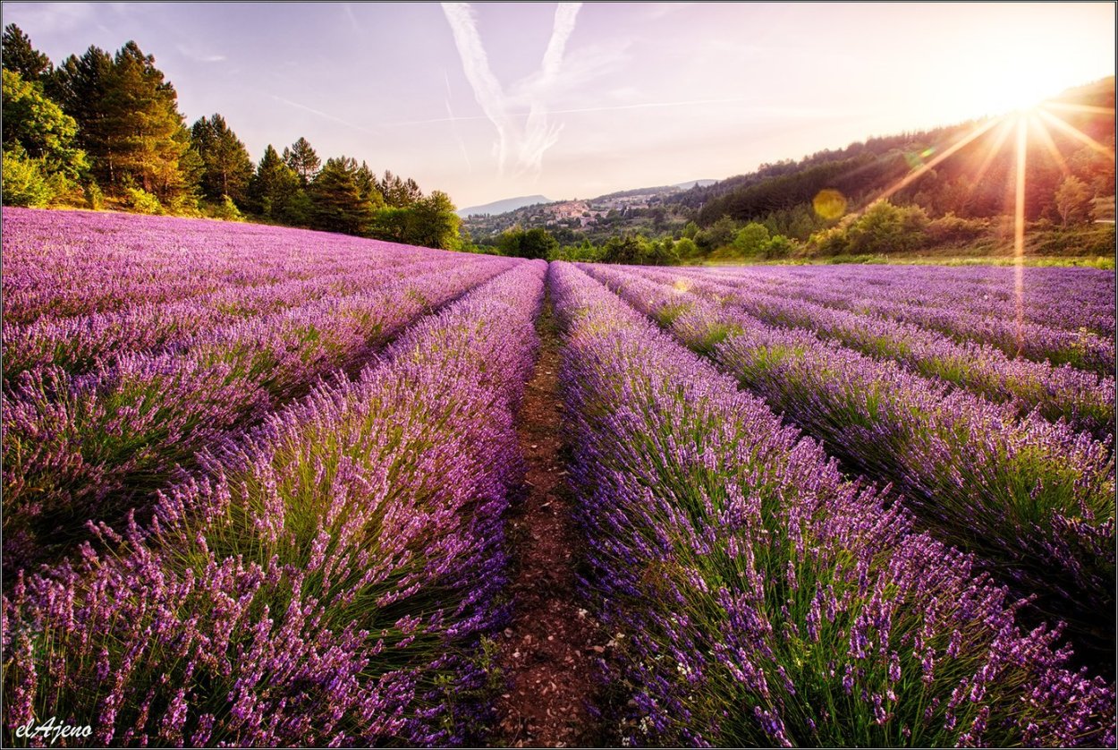 Старозолотовский Хутор Лавандовое поле