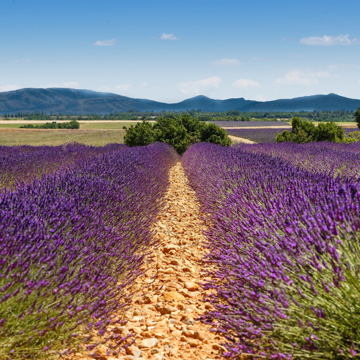 Поля лаванды Краснодар