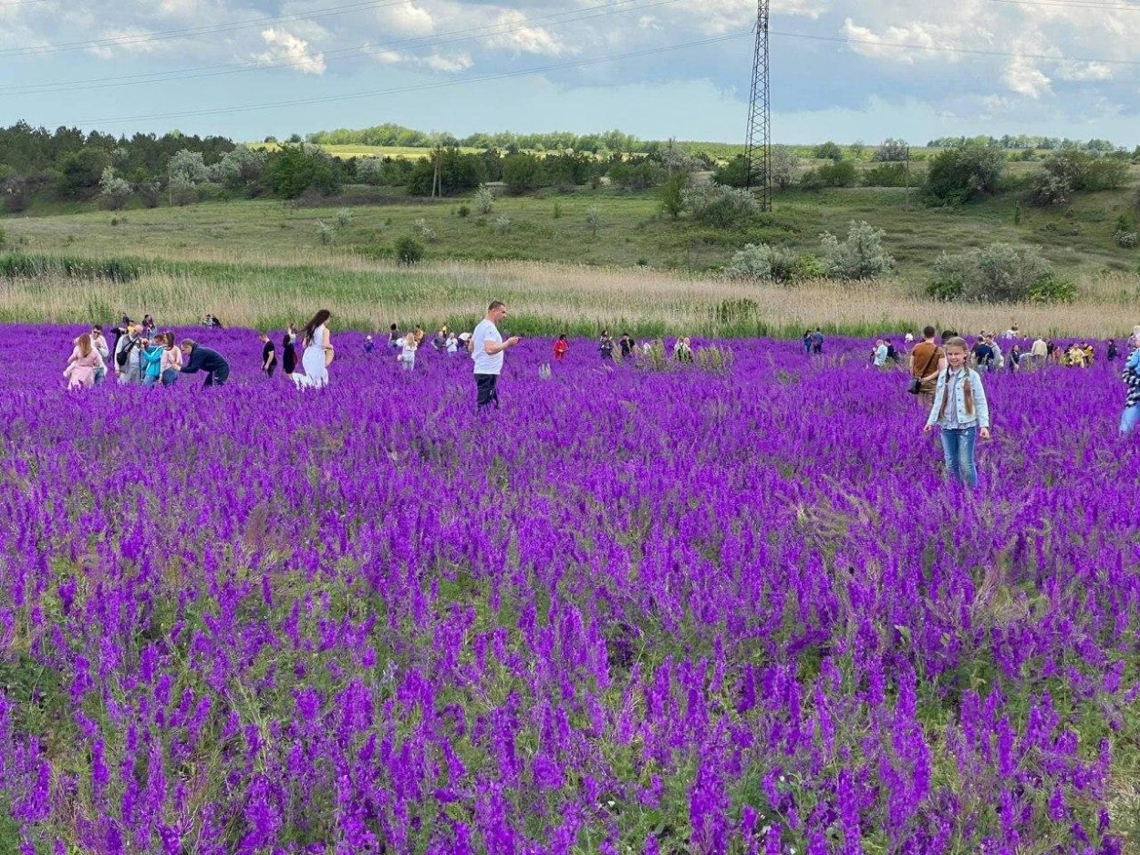 Бахчисарай Лавандовые поля