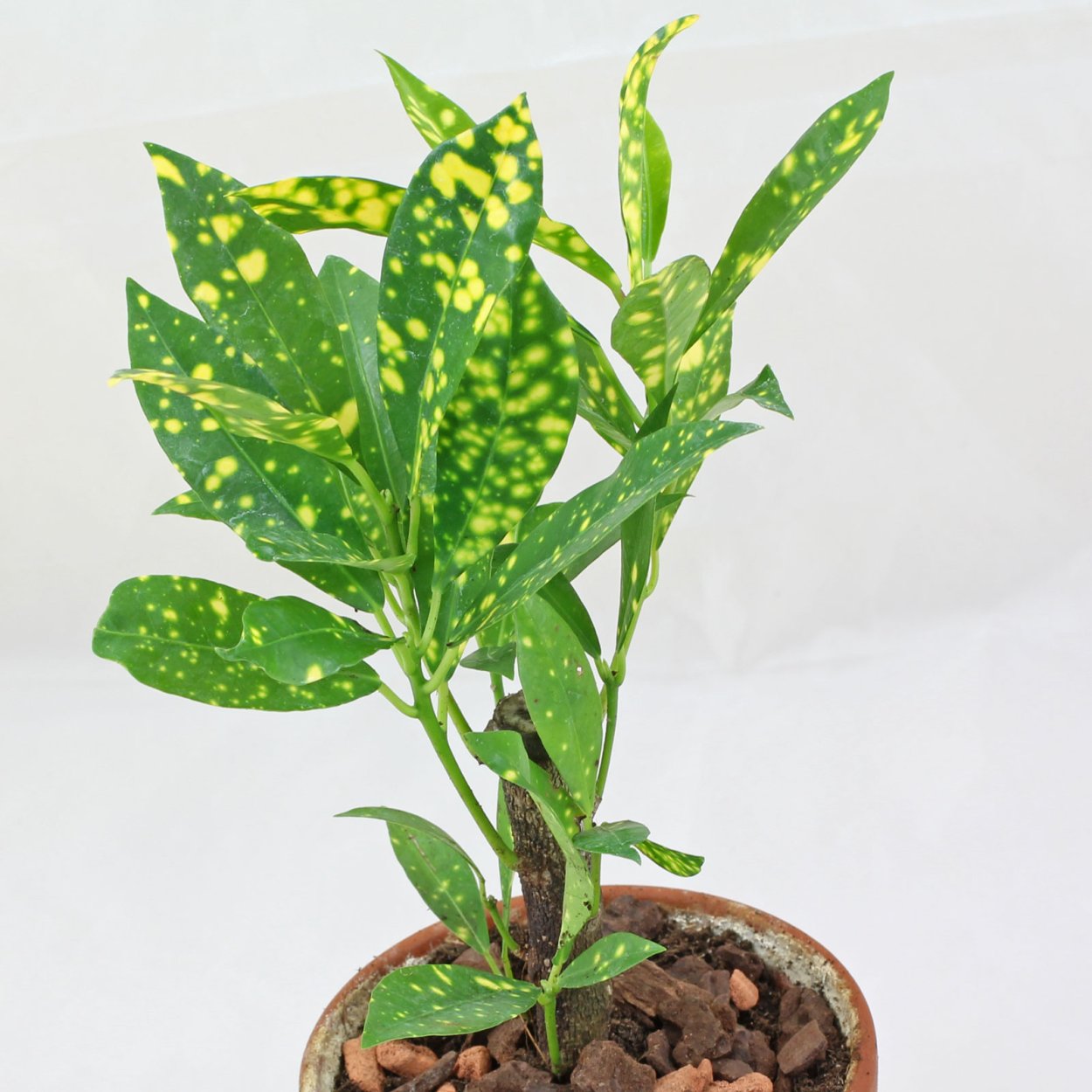 Кодиеум аукуба