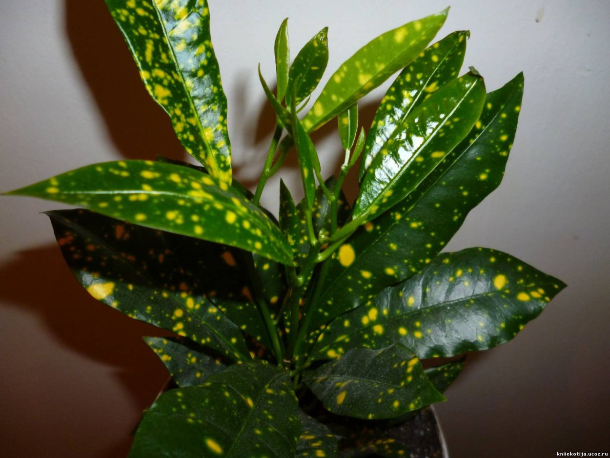 Кодиеум Голд Сан