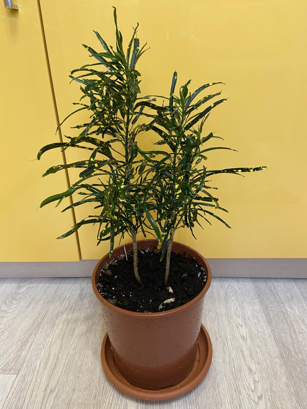 Кротон Голд Кинг