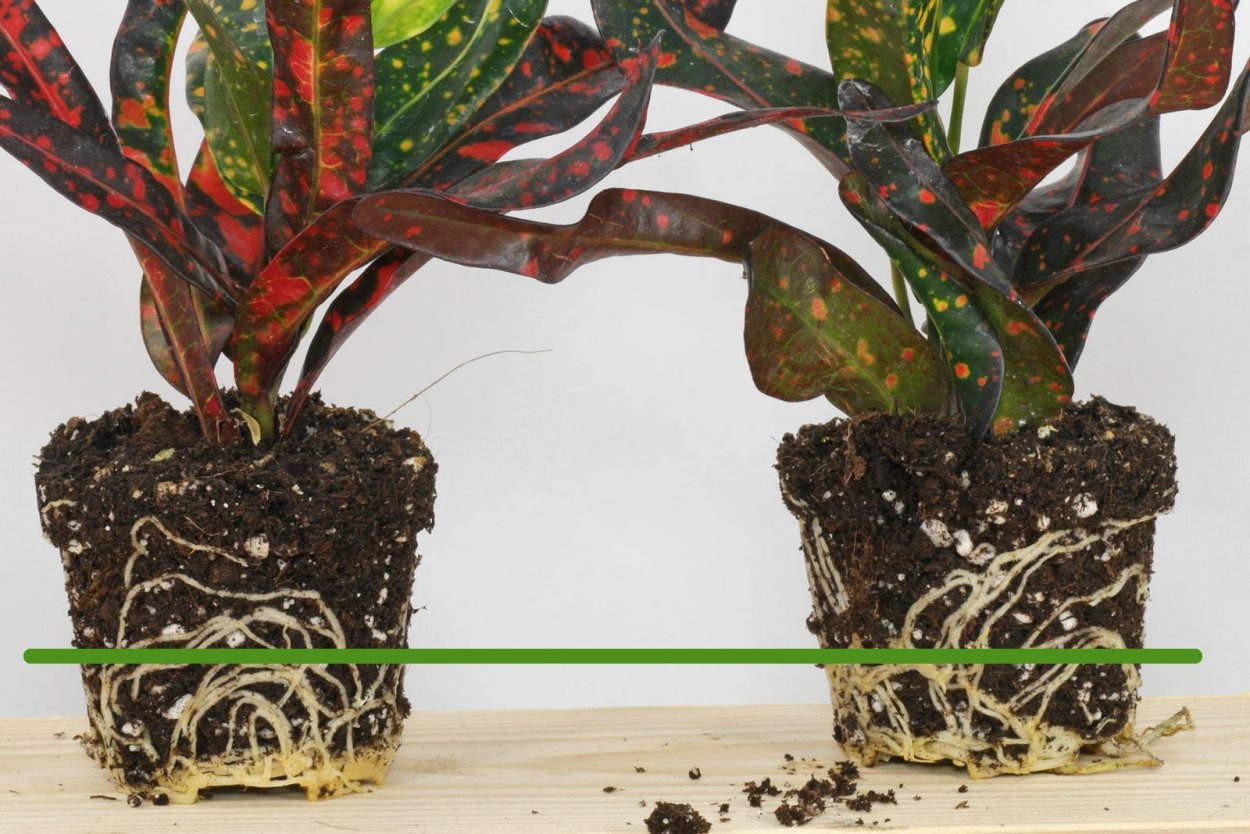 Кодиеум Кротон пестрый