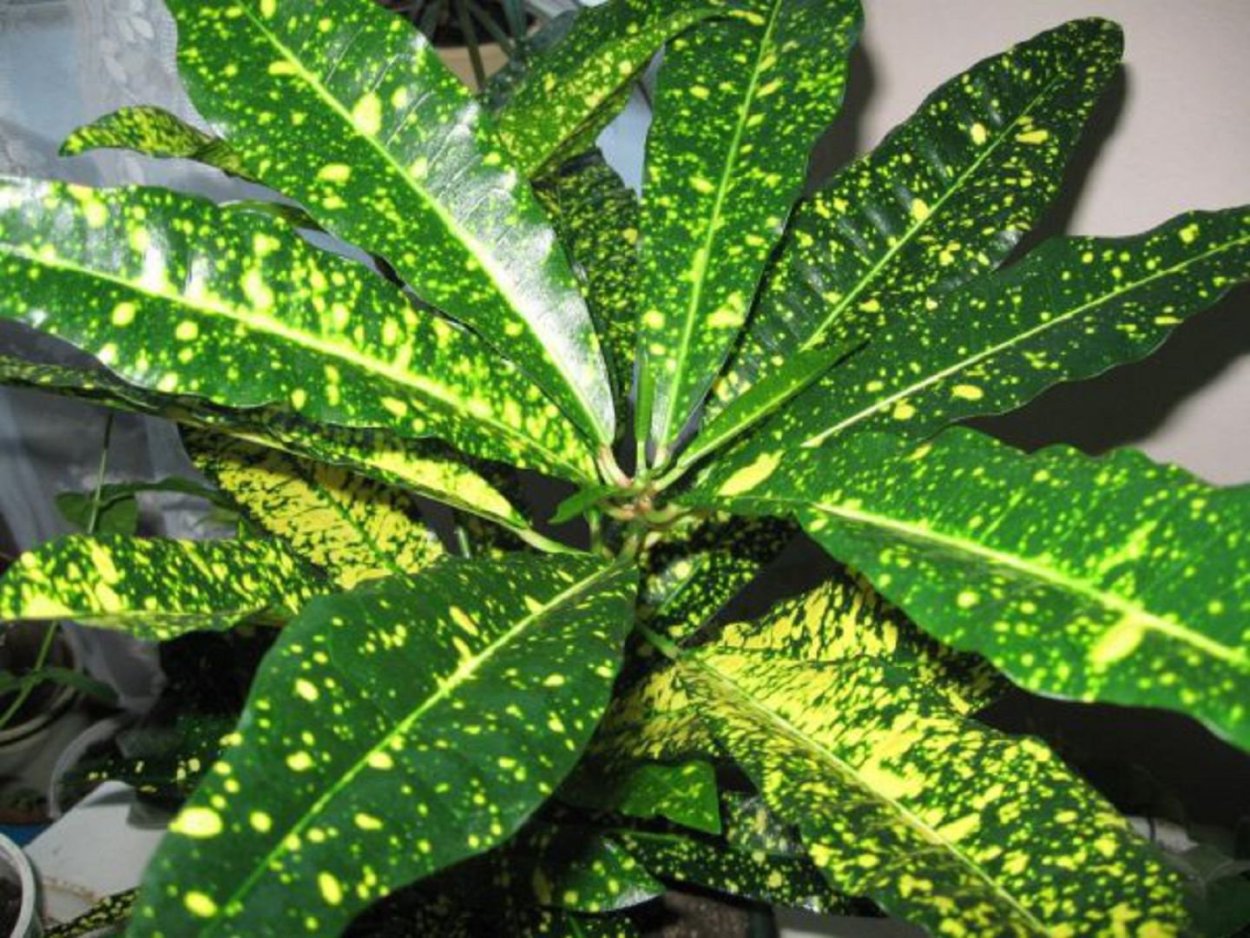 Codiaeum variegatum Кодиеум пестрый