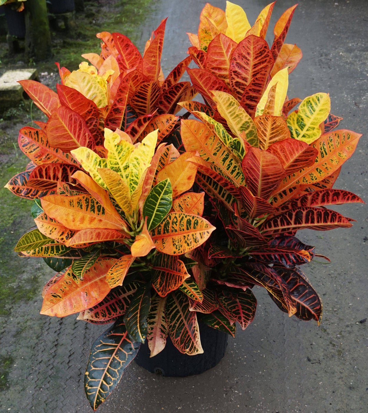 Фикус Кротон Цветущий