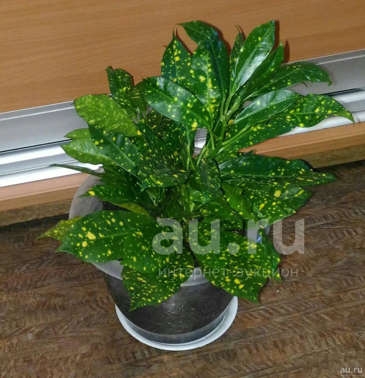 Кратон аукуболистный