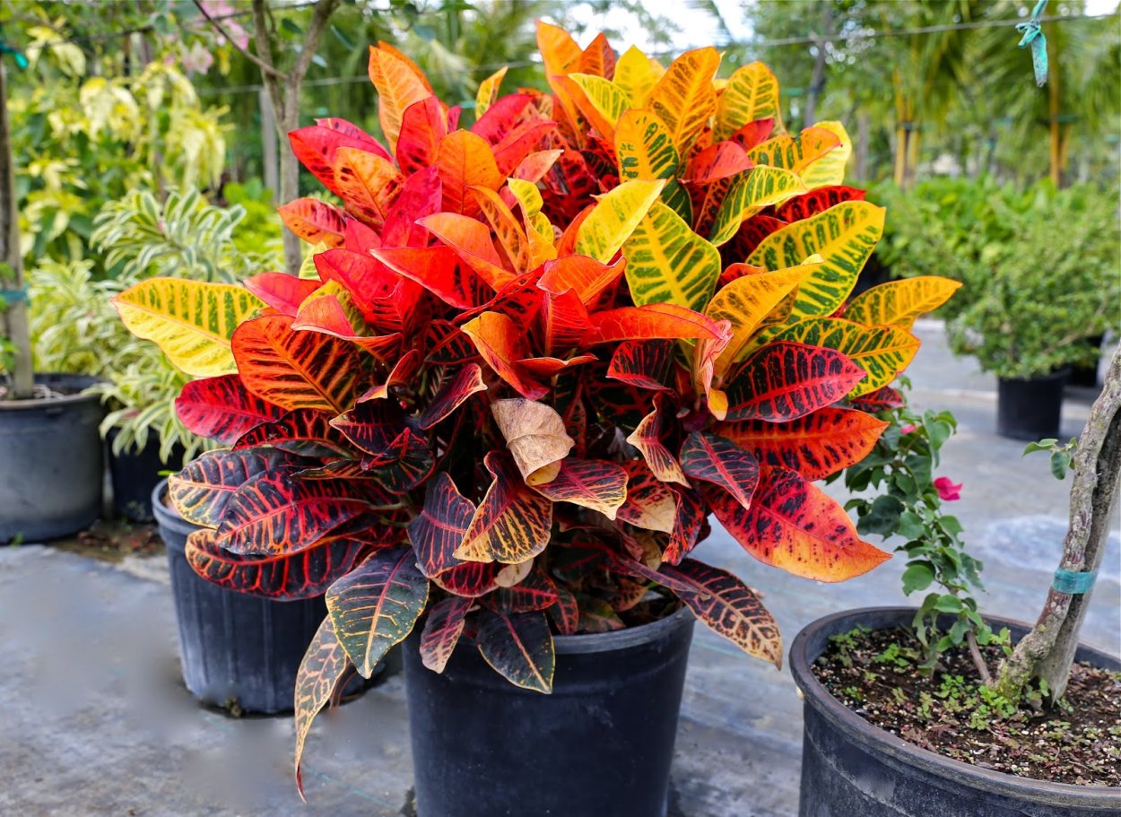 Кодиеум Голден ринг