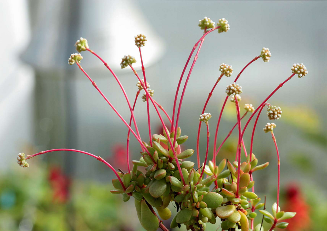 Тростянка растение