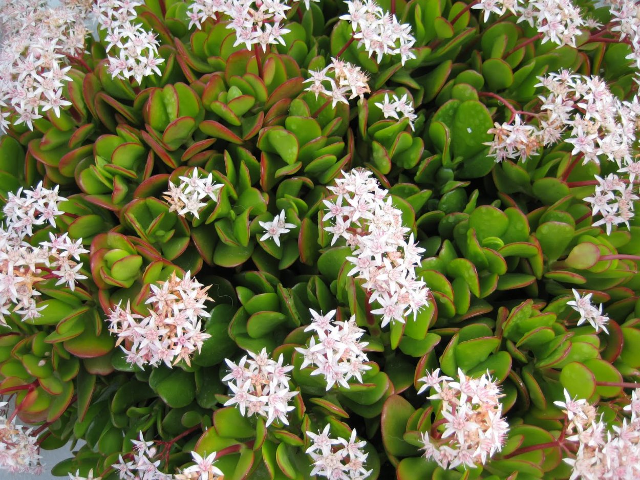 Толстянка цветок