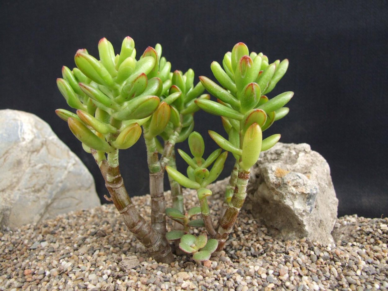 Крассула Овата Голлум