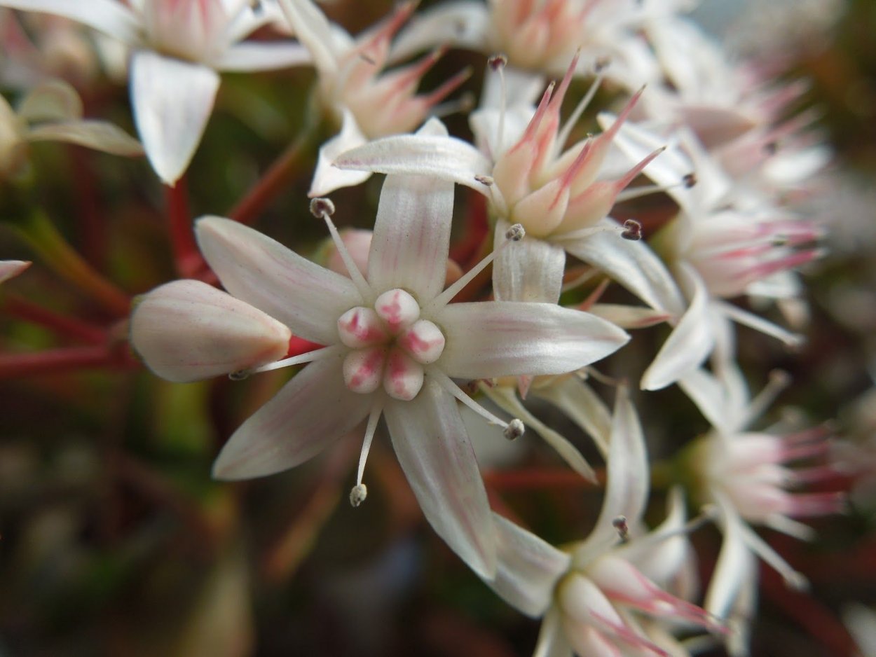 Крассула пахистемон