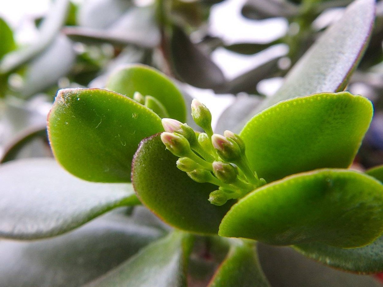 Толстянка денежное дерево