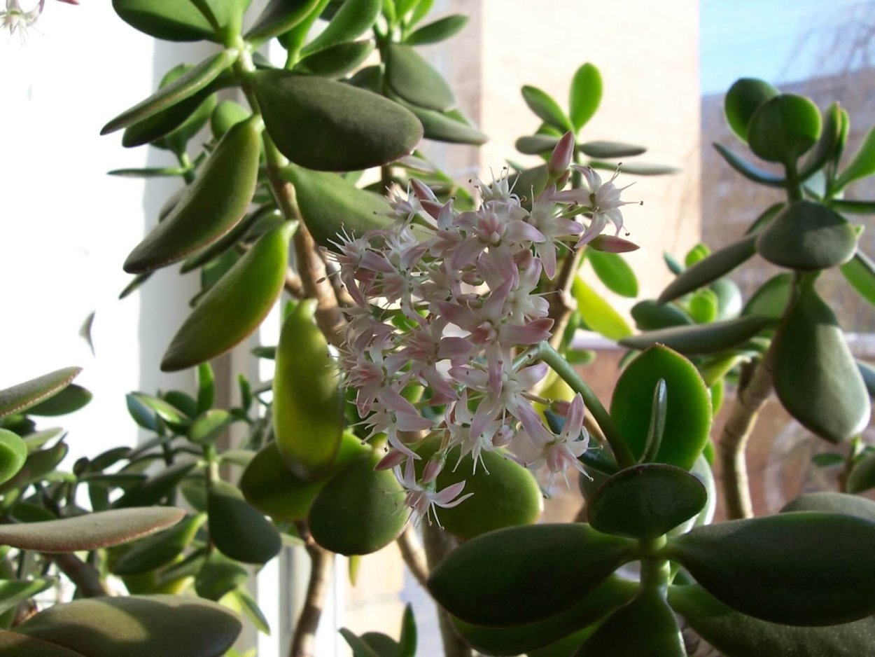 Толстянка денежное дерево