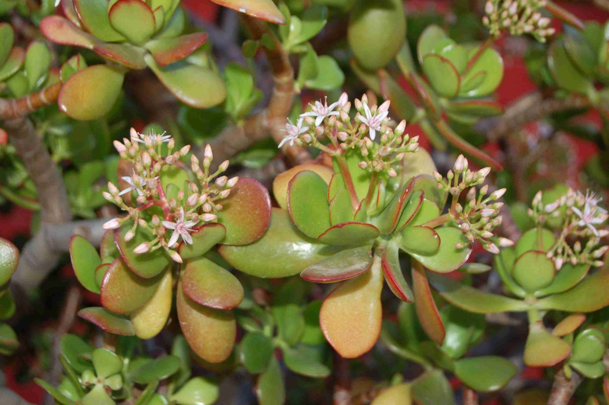 Крассула Овата цветение