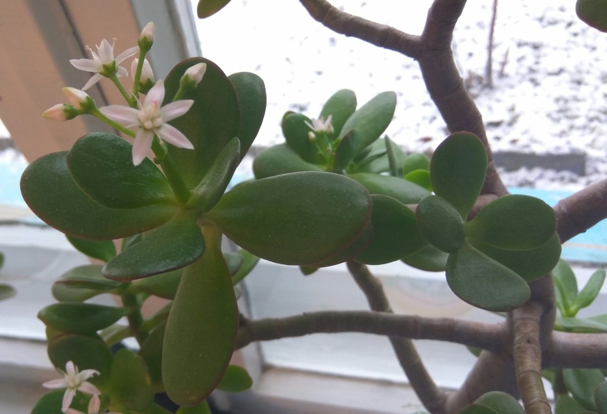 Толстянка яйцевидная плоды