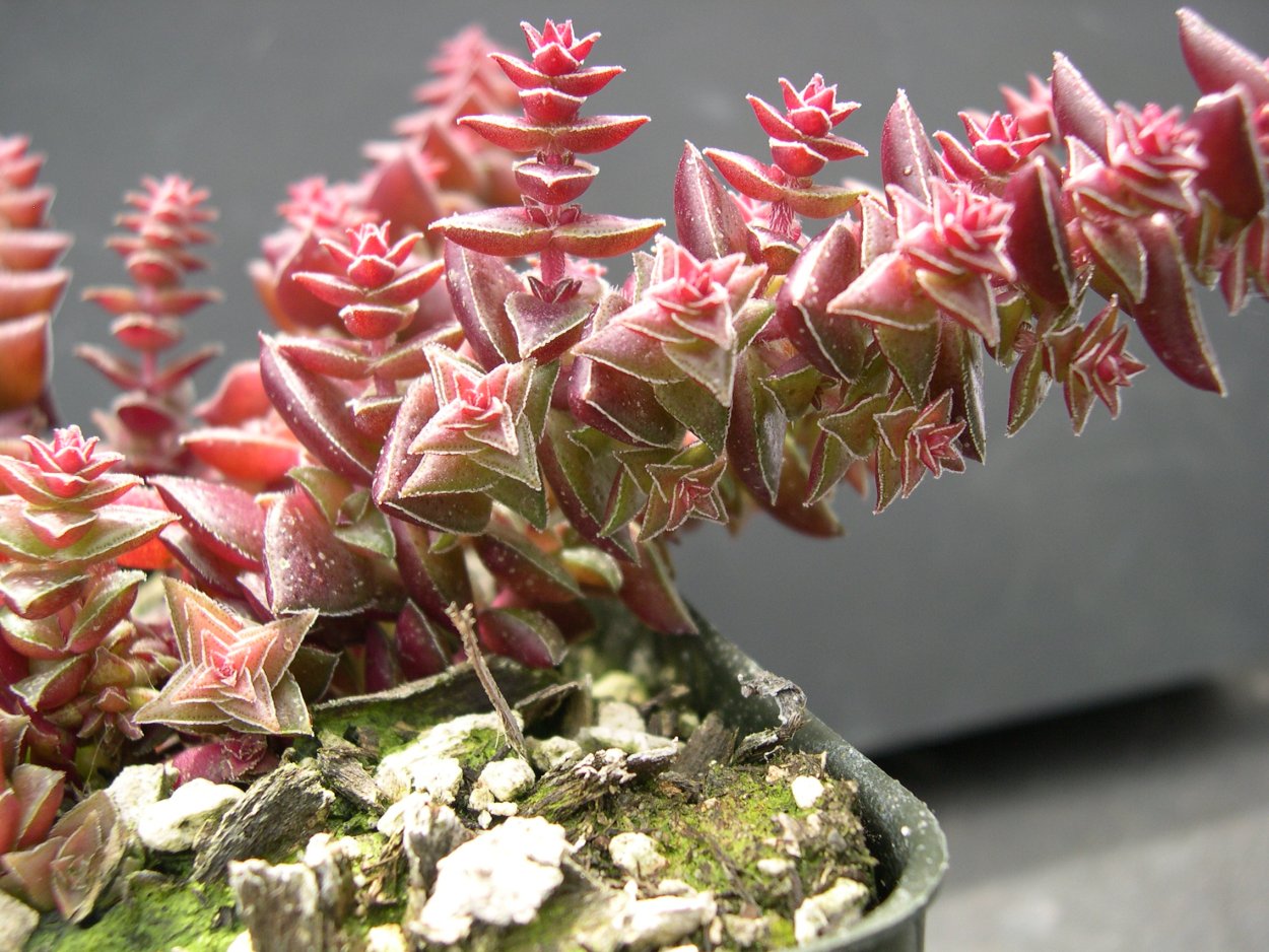 Суккулент Crassula capitella