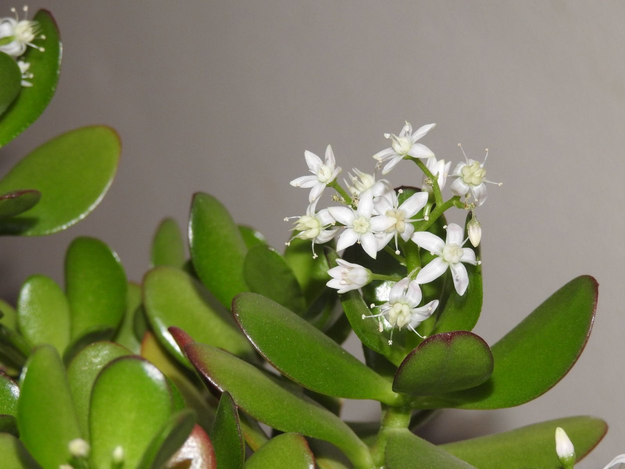 Толстянка и замиокулькас