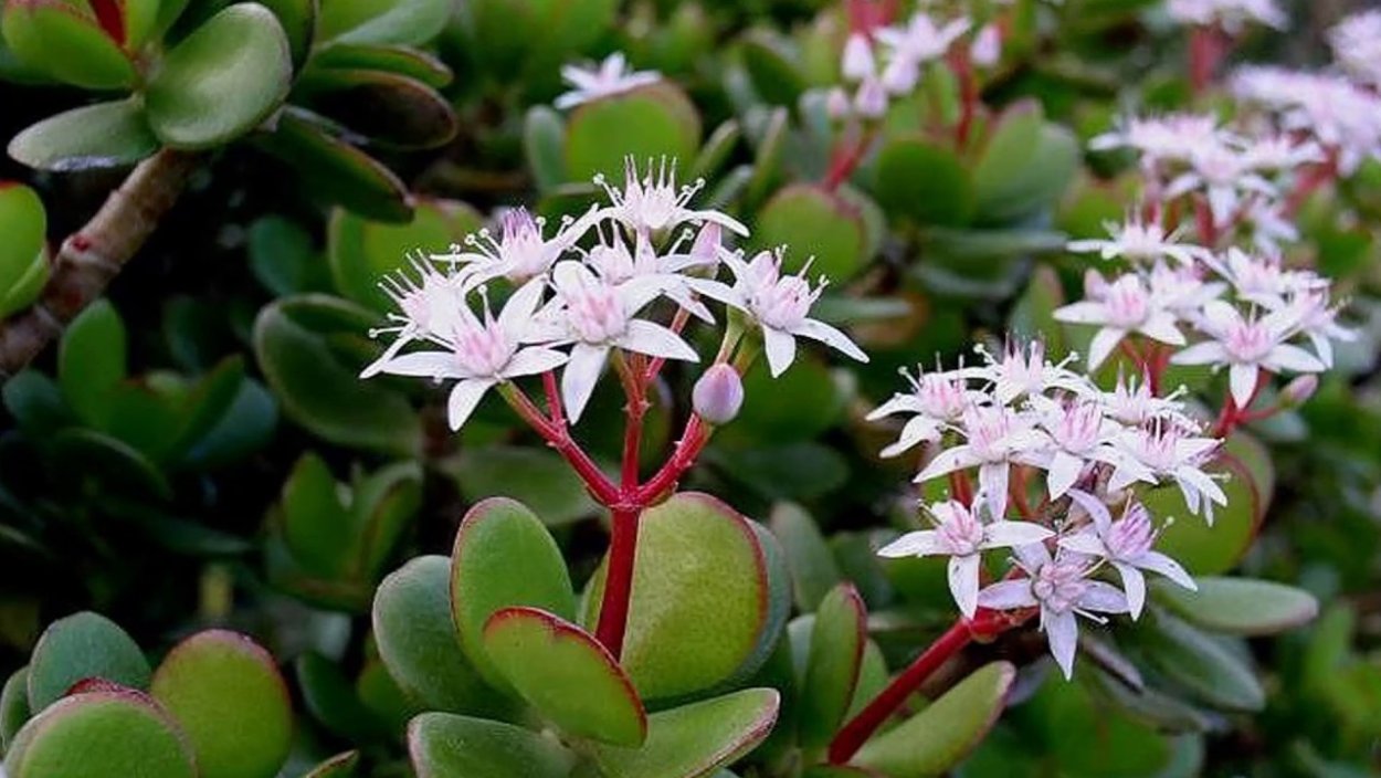 Толстянковые цветение