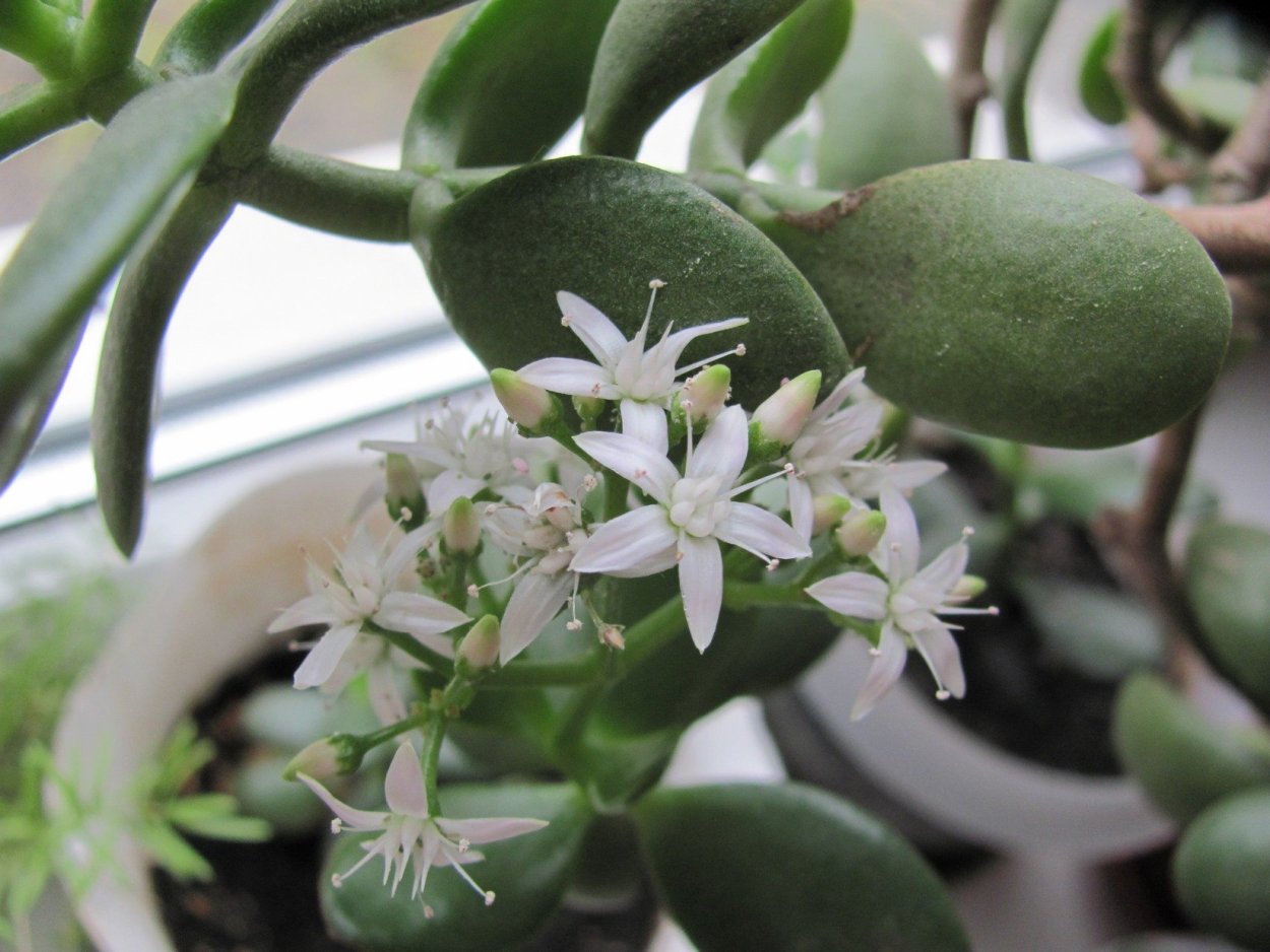 Толстянка цветет