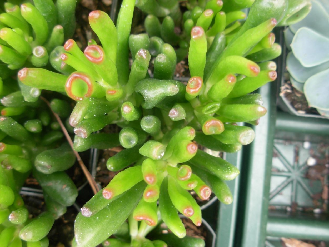 Суккуленты Крассула Хоббит