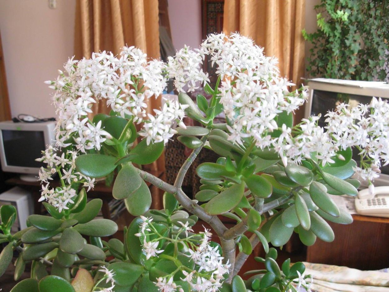 Крассула цветет