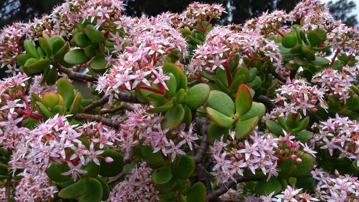 Толстянка Крассула яйцевидная